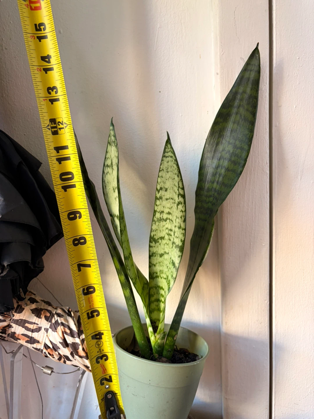Snake plant “It’s available read the description “ - photo 3