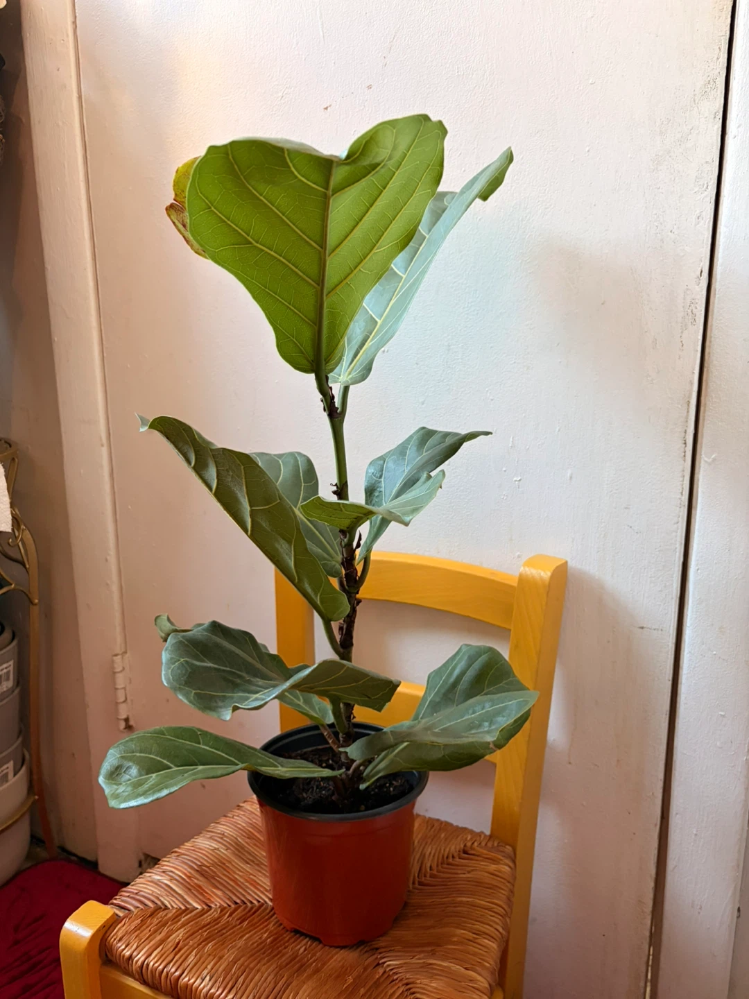 Ficus Lyrata “It’s available read description “