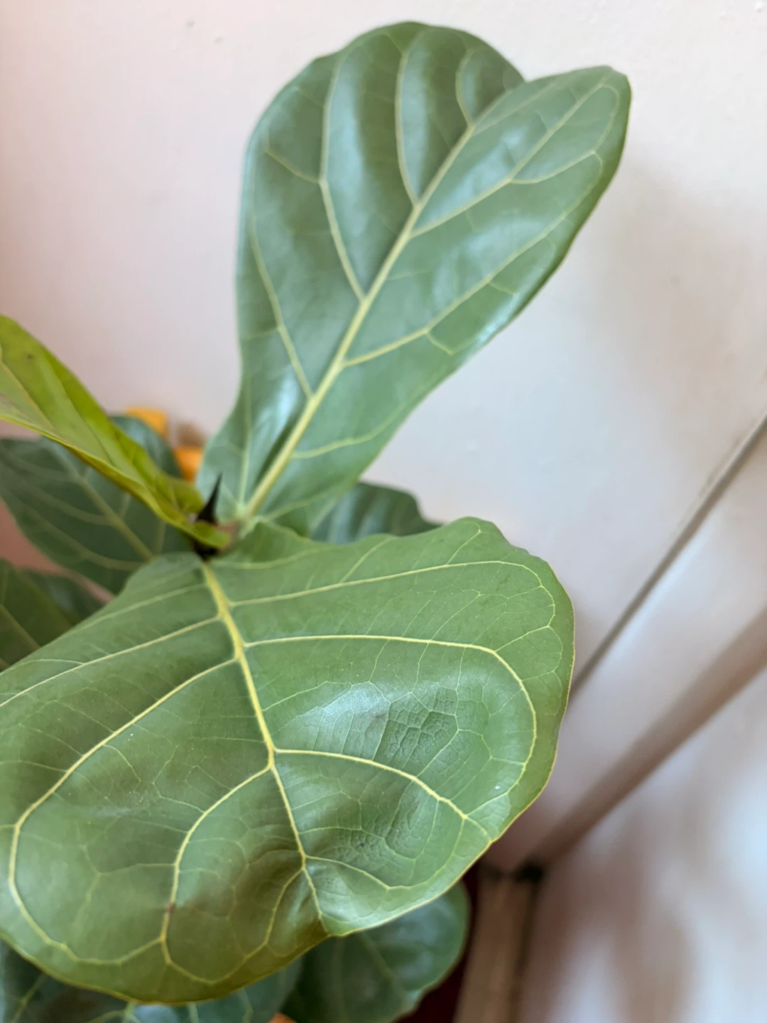 Ficus Lyrata “It’s available read description “ - photo 3