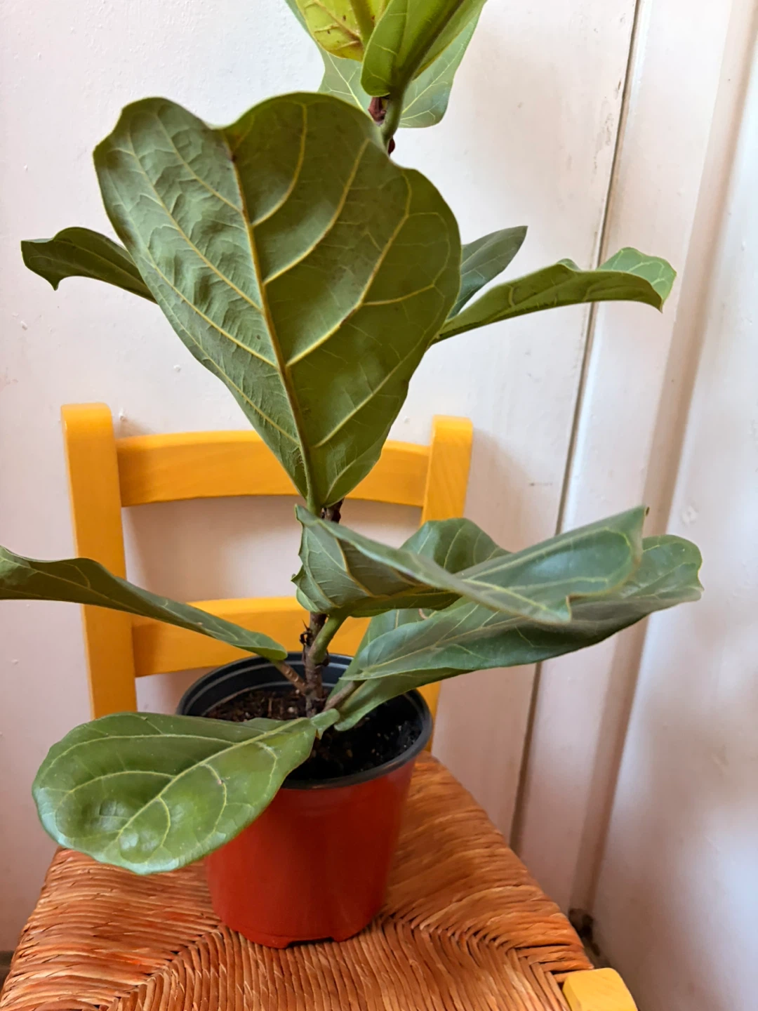 Ficus Lyrata “It’s available read description “ - photo 4