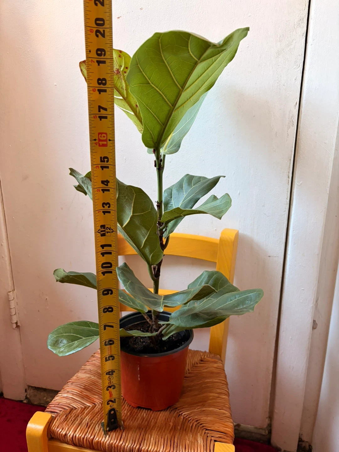 Ficus Lyrata “It’s available read description “ - photo 5