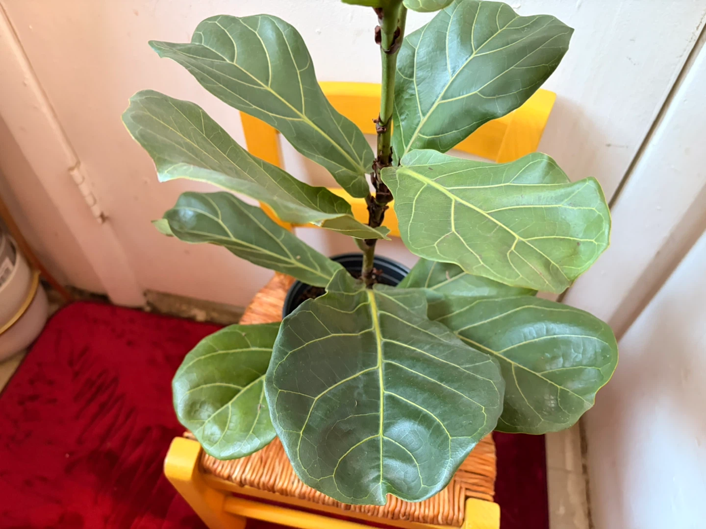 Ficus Lyrata “It’s available read description “ - photo 2