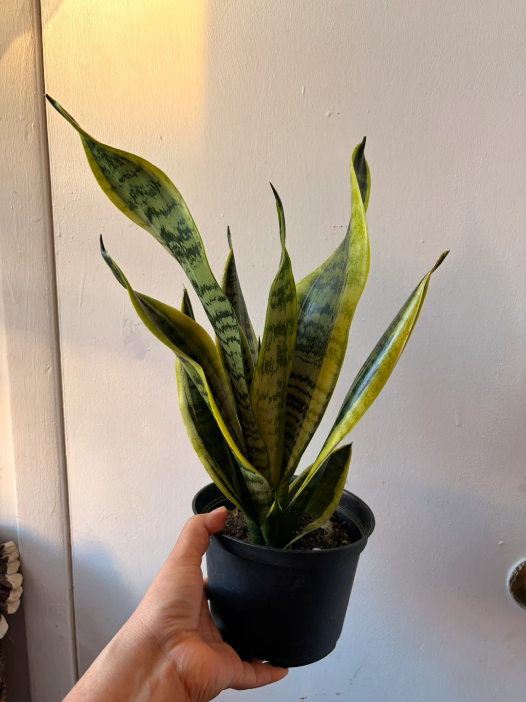 Snake plant “It’s Available Read The Description “