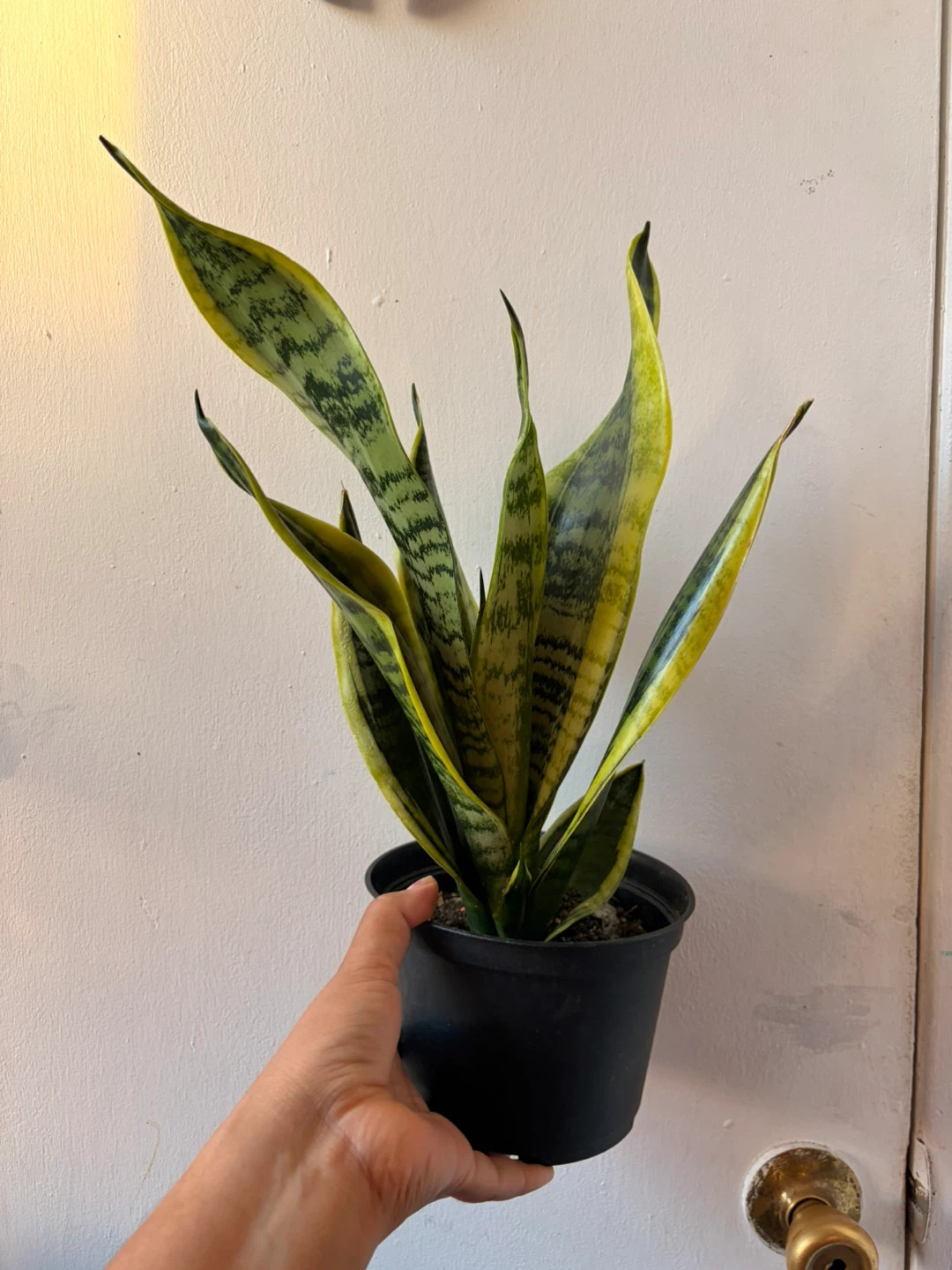 Snake plant “It’s Available Read The Description “ - photo 2