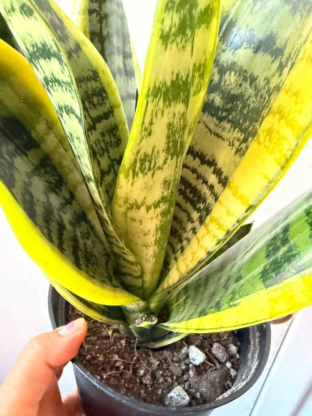 Snake plant “It’s Available Read The Description “ - photo 3