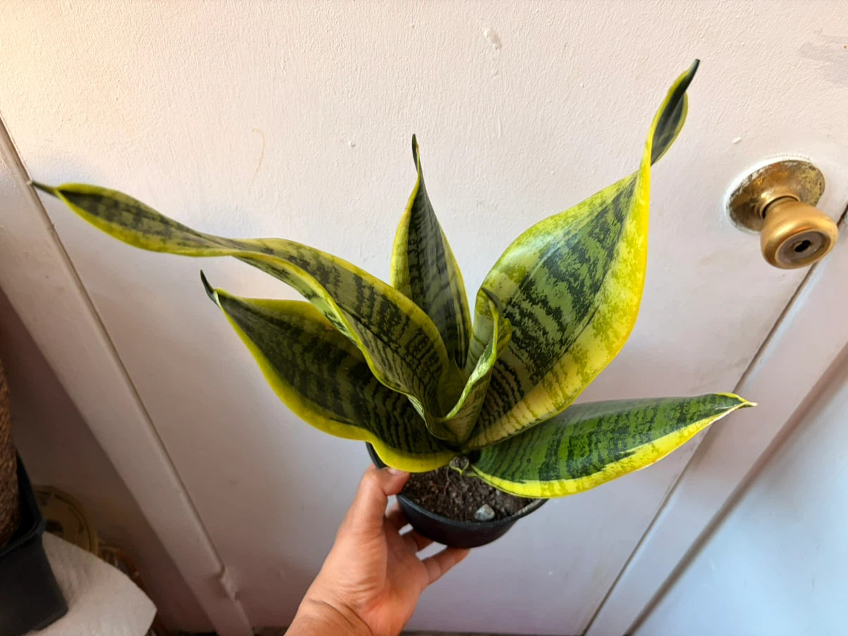 Snake plant “It’s Available Read The Description “ - photo 4