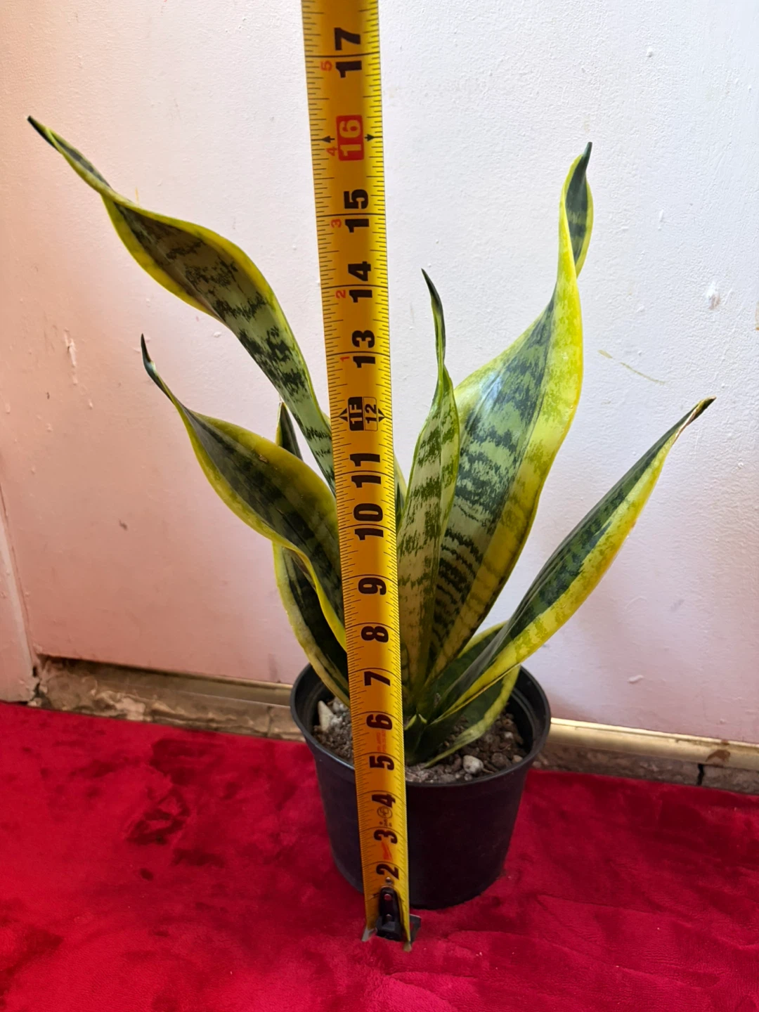 Snake plant “It’s Available Read The Description “ - photo 5