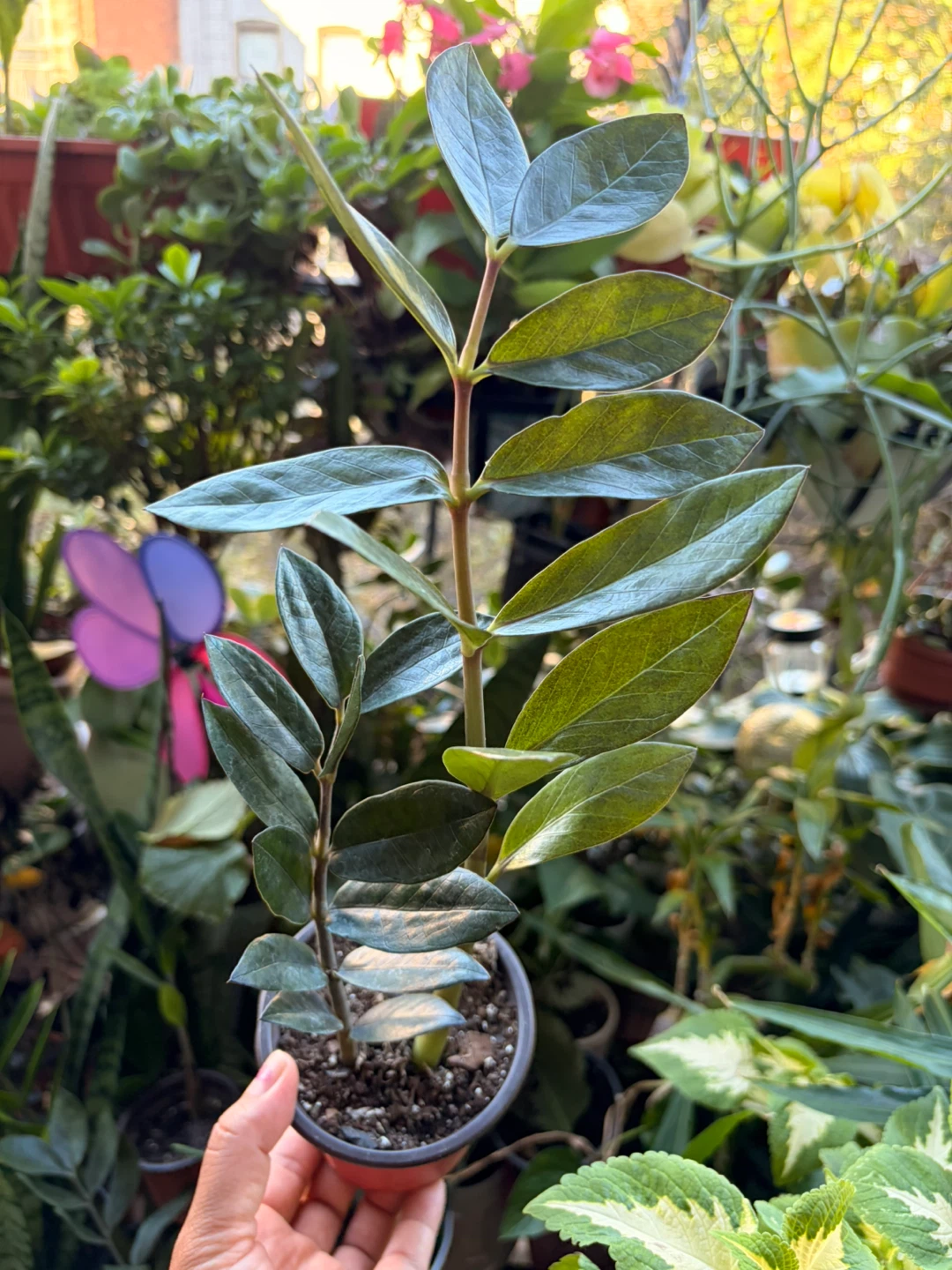 Black Raven ZZ plant “It’s available read the description “