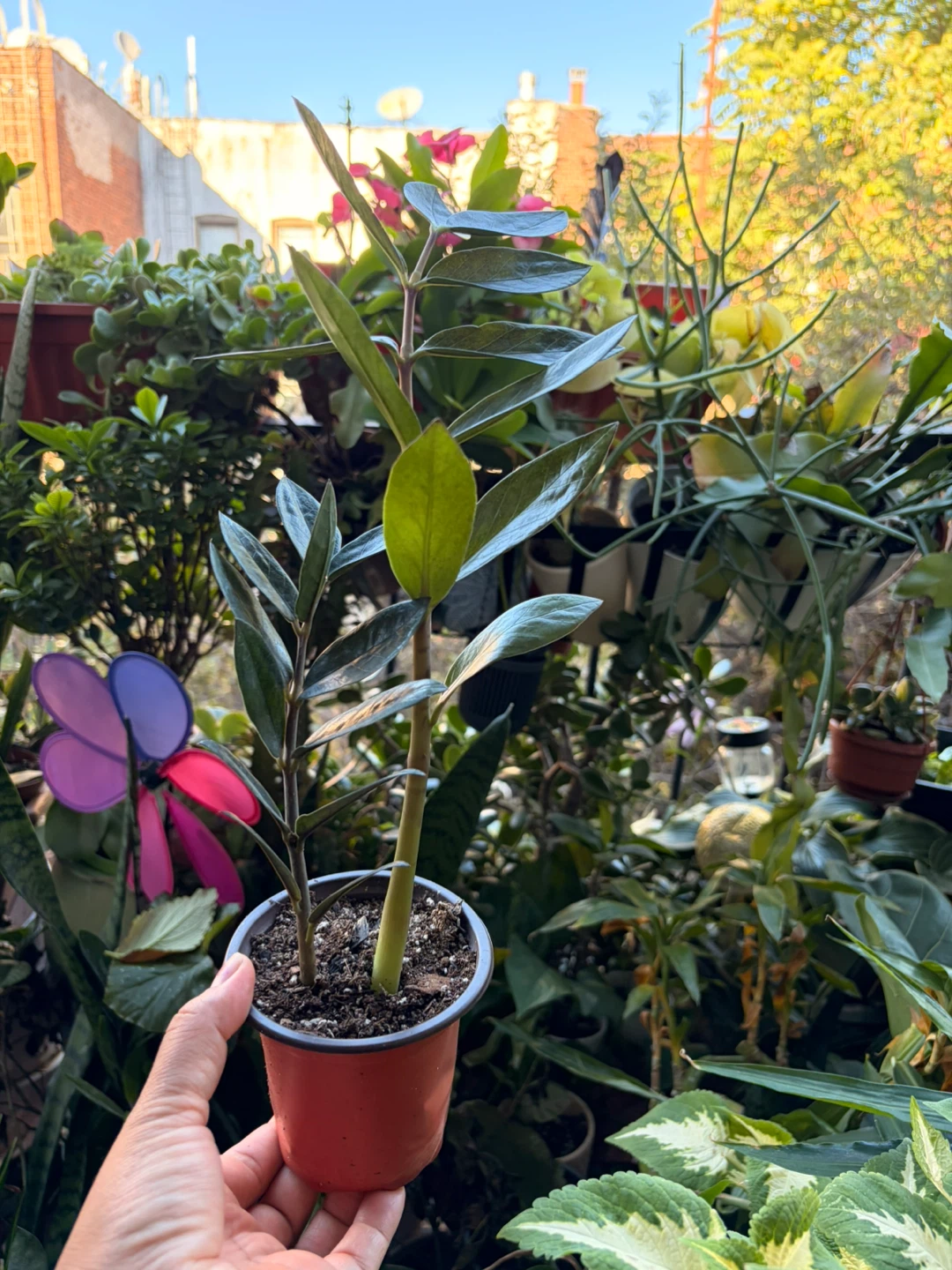 Black Raven ZZ plant “It’s available read the description “ - photo 2