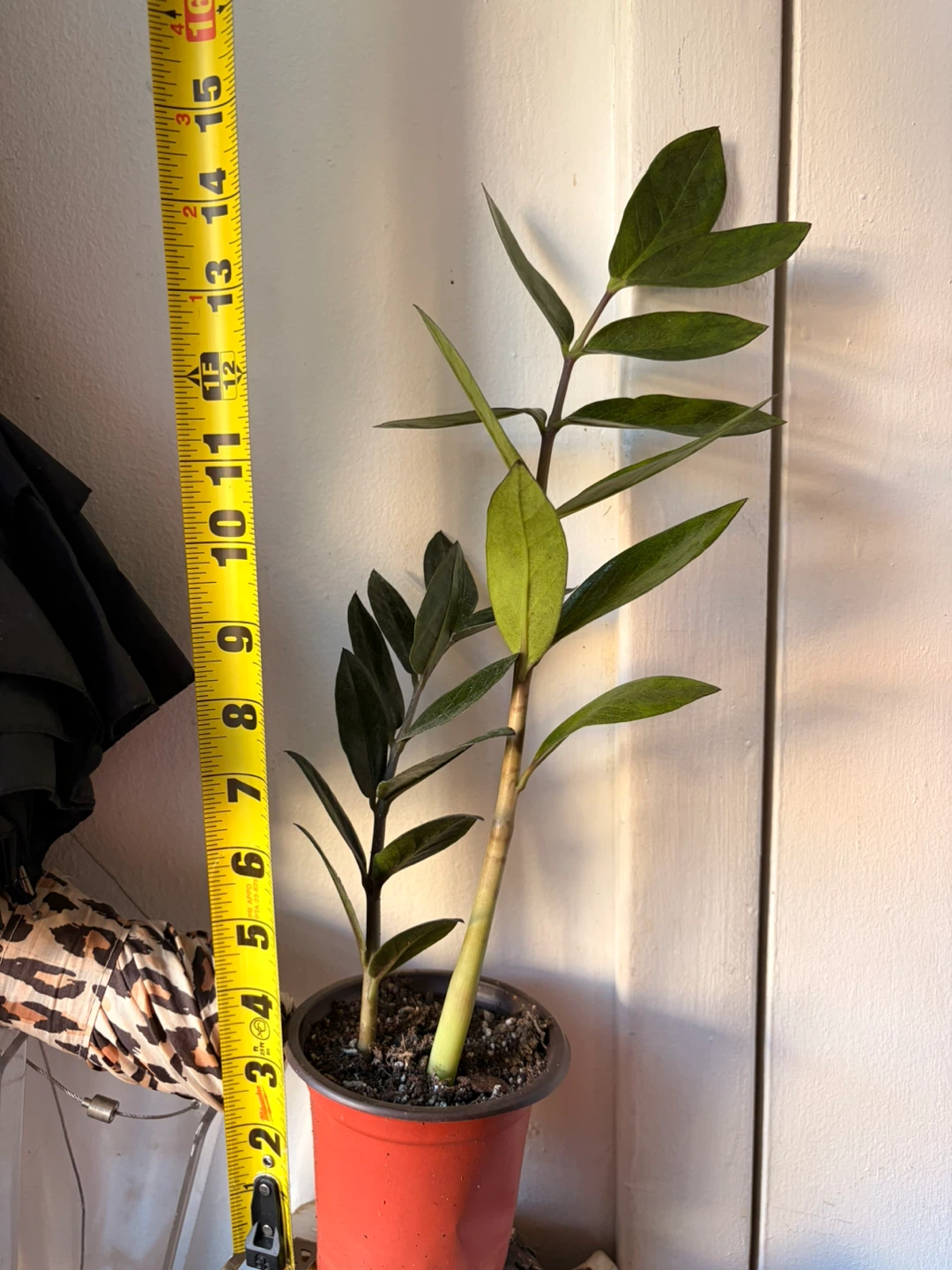 Black Raven ZZ plant “It’s available read the description “ - photo 3