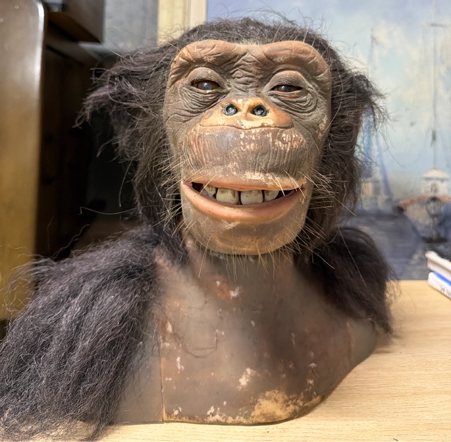 Vintage Chimpanzee Bust Display