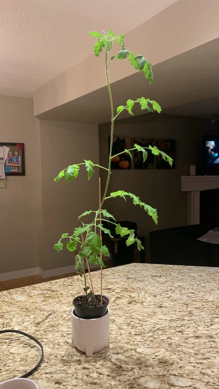 Free plant