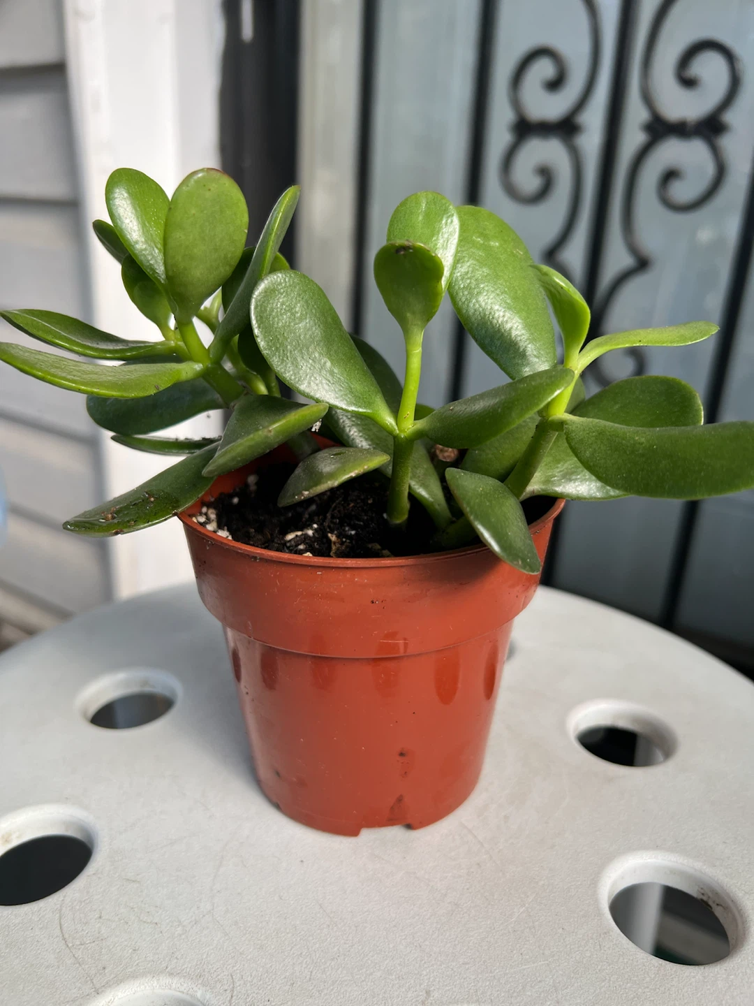 Healthy Jade Plant