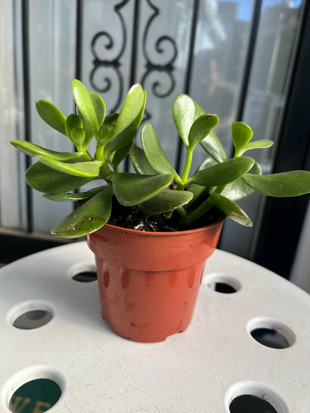 Healthy Jade Plant - photo 2