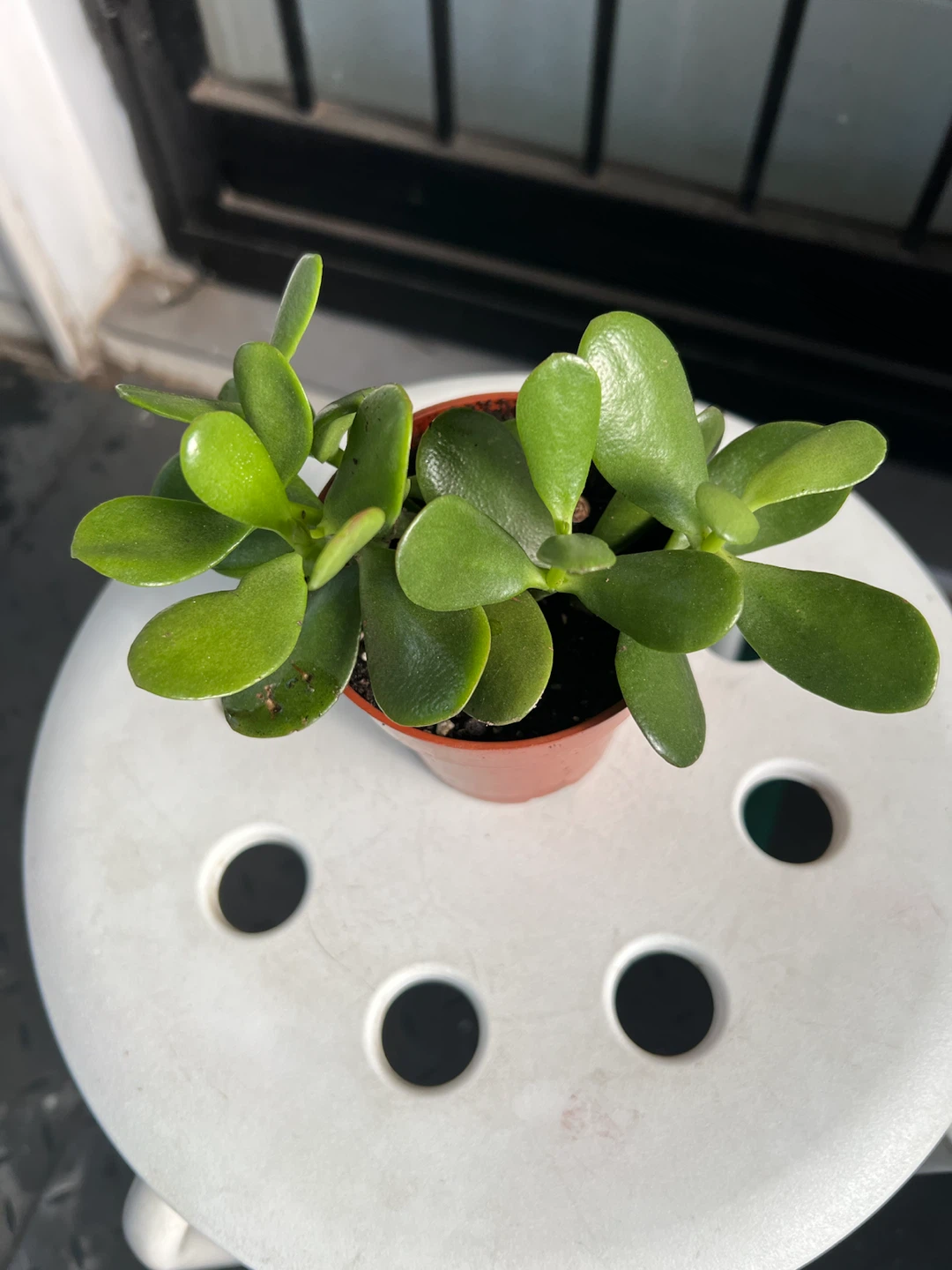 Healthy Jade Plant - photo 3