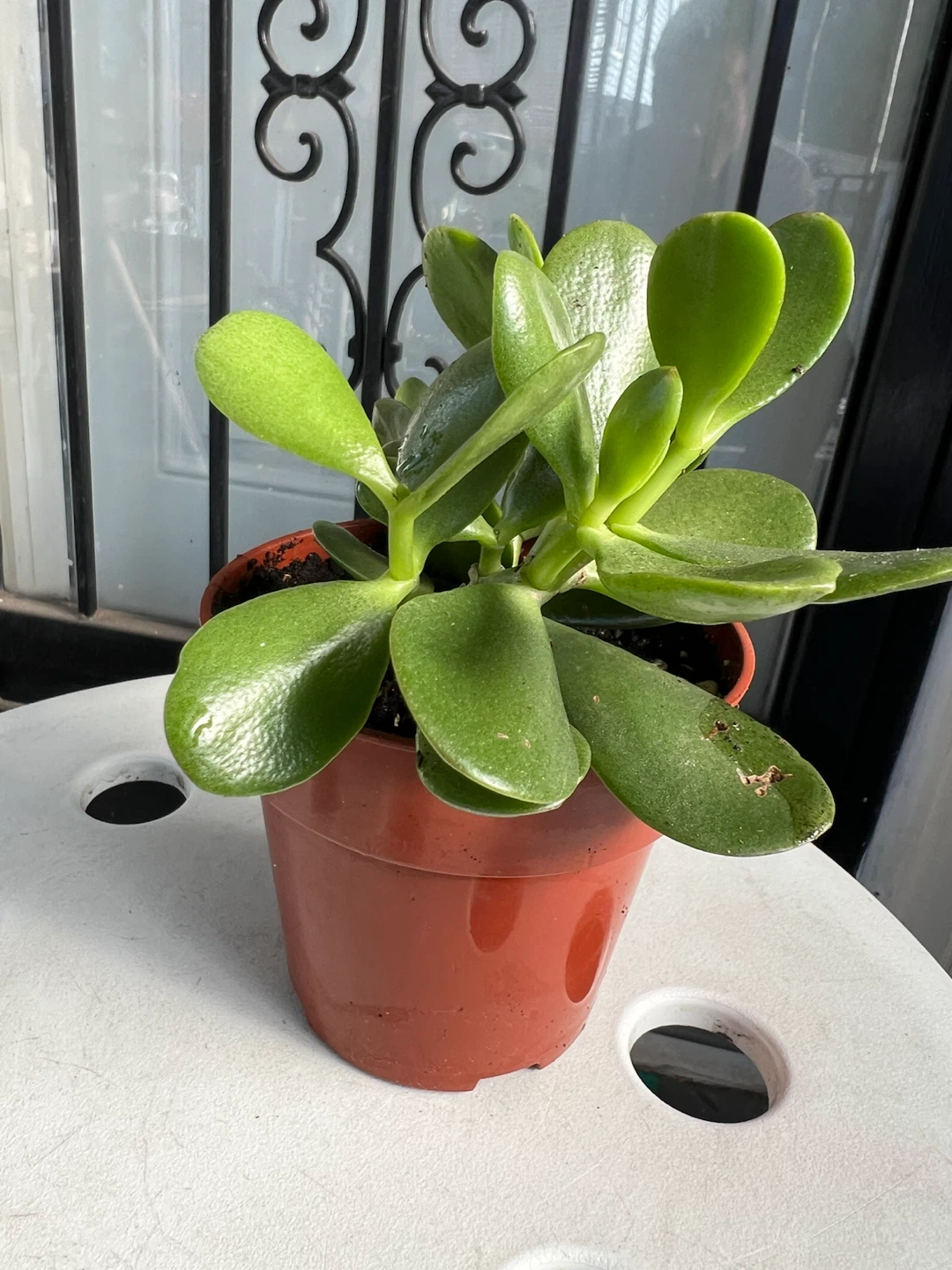 Healthy Jade Plant - photo 4