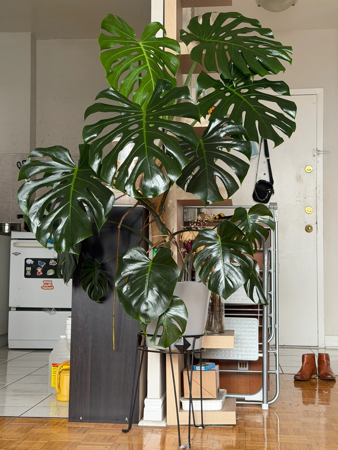 Large Monstera Deliciosa Plant