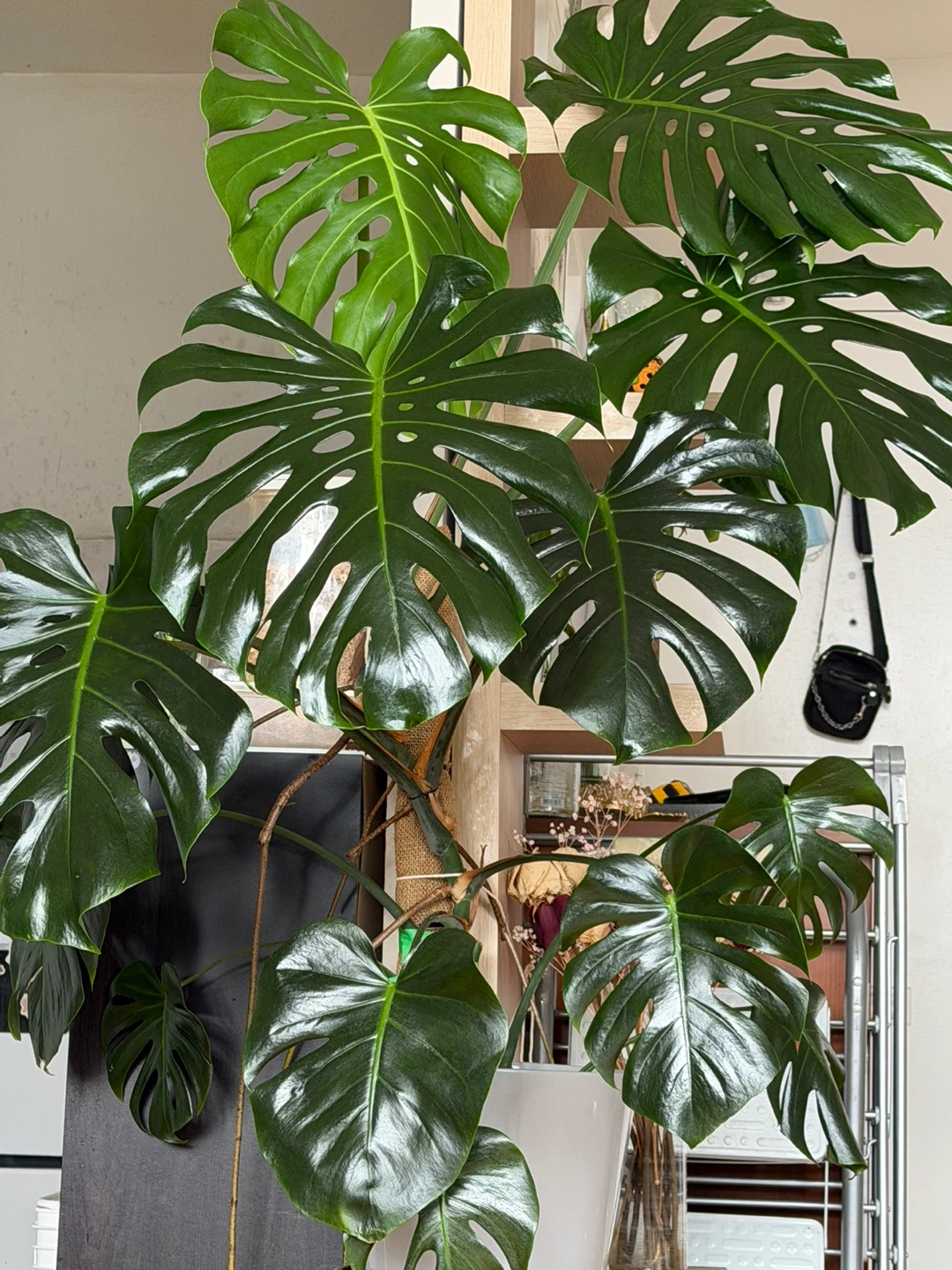 Large Monstera Deliciosa Plant - photo 2