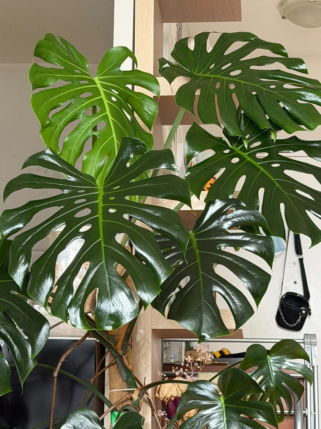 Large Monstera Deliciosa Plant - photo 3