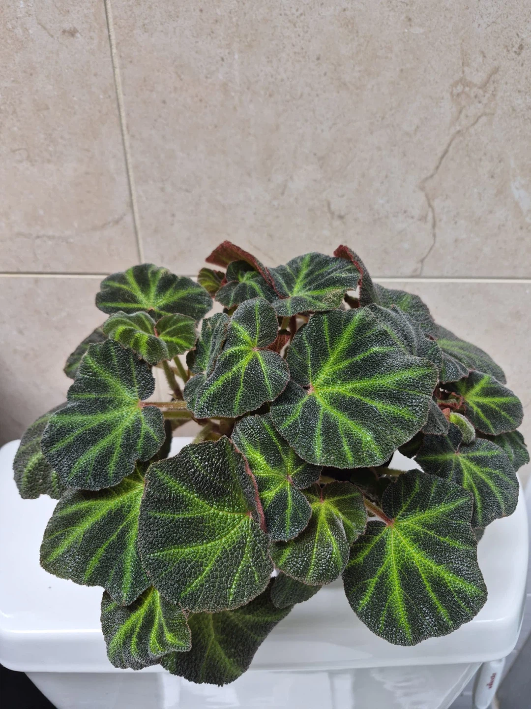 Begonia soli mutata