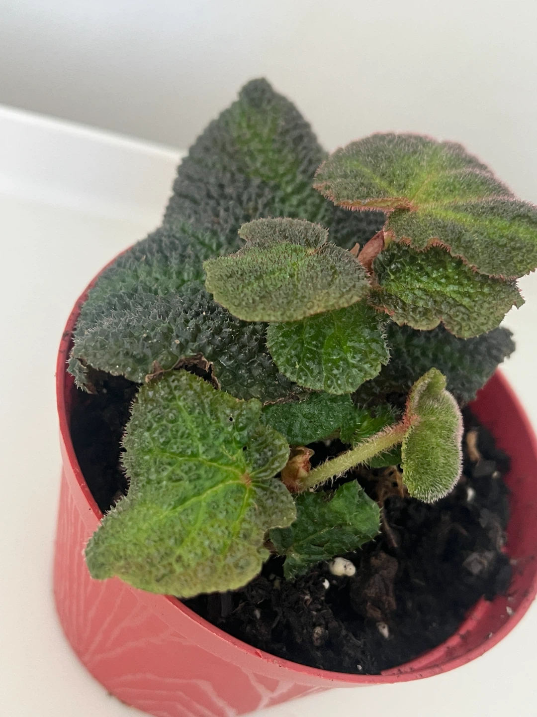 Begonia soli mutata - photo 2