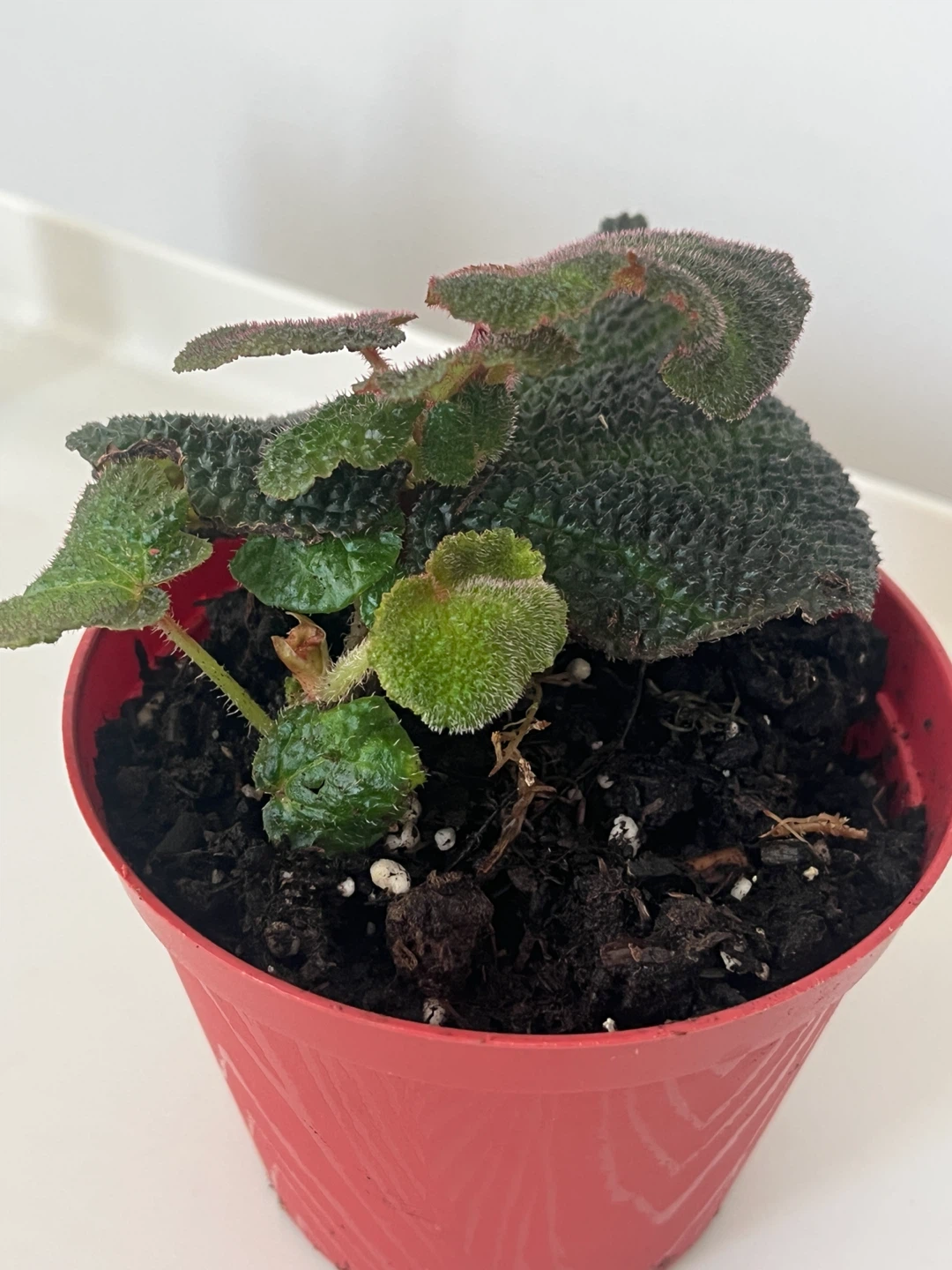 Begonia soli mutata - photo 3