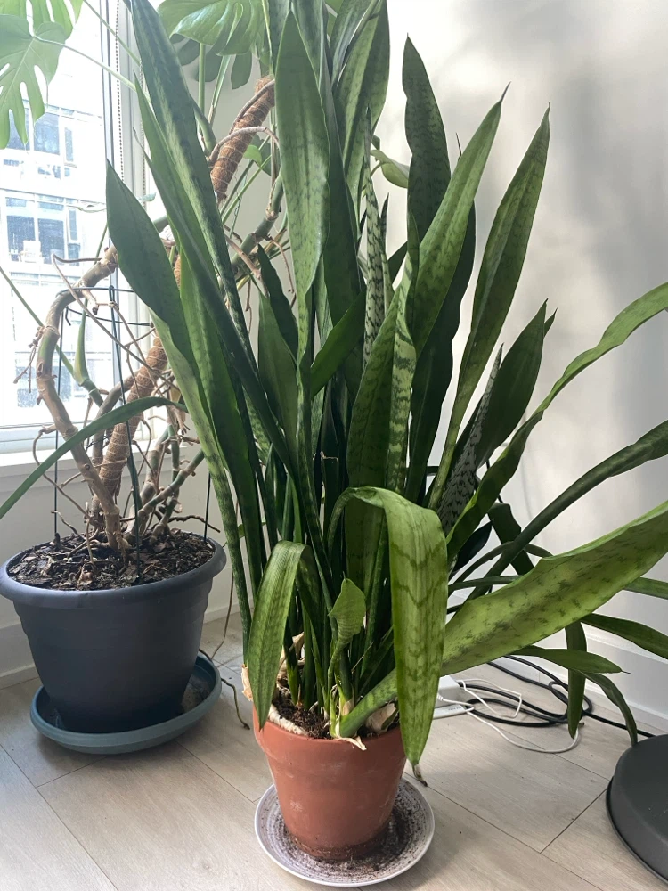 Large Sized Snake Plant