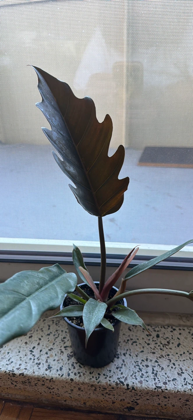 Philodendron Jungle Boogie Houseplant