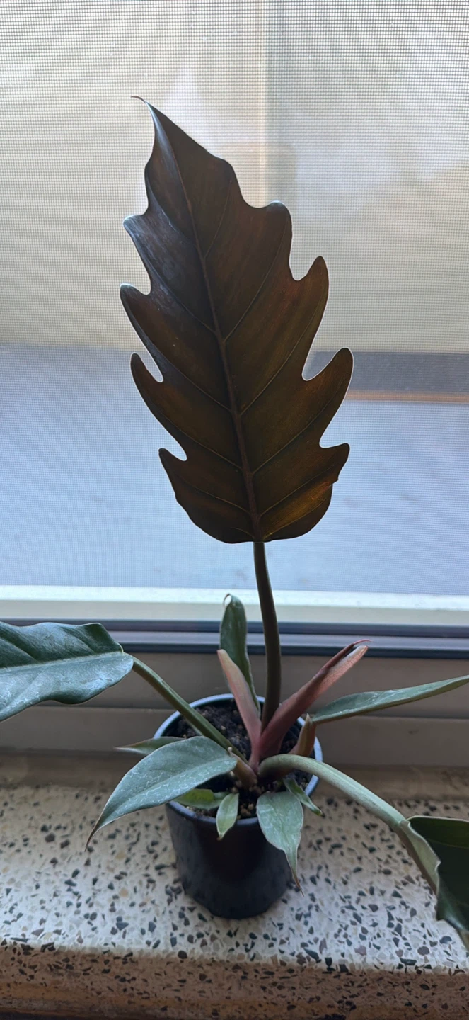 Philodendron Jungle Boogie Houseplant - photo 2