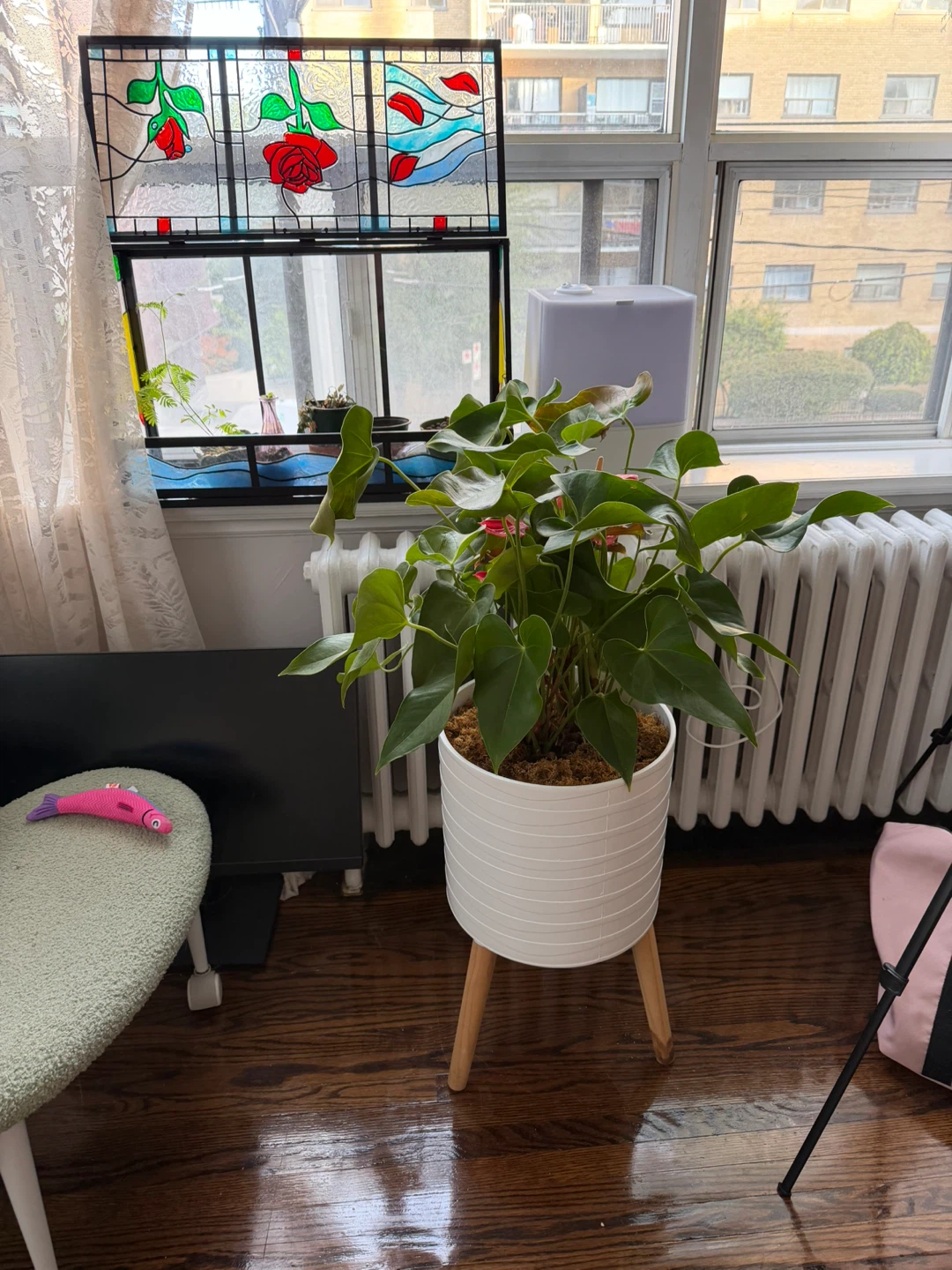 Anthurium plant in white planter