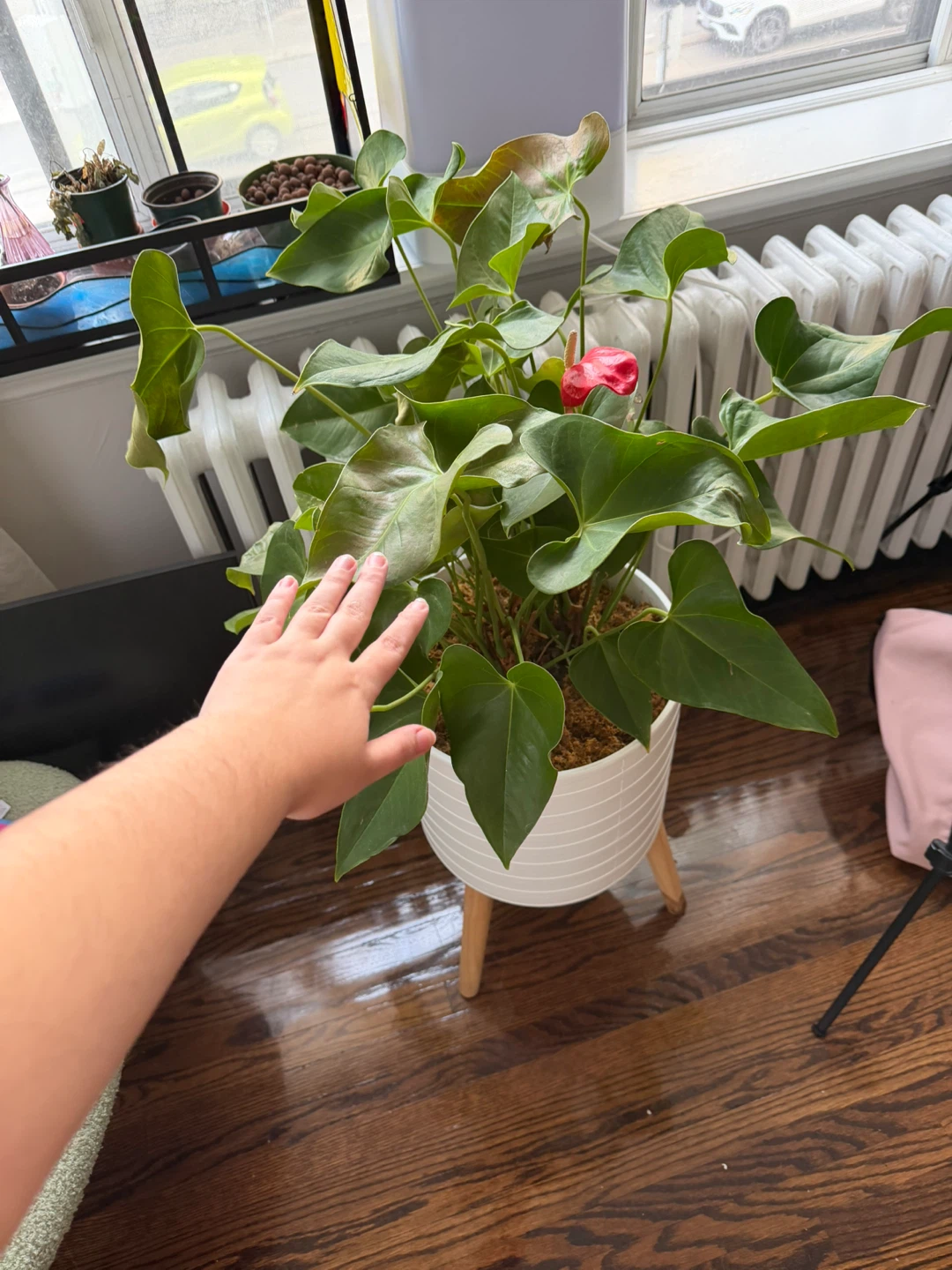 Anthurium plant in white planter - photo 2