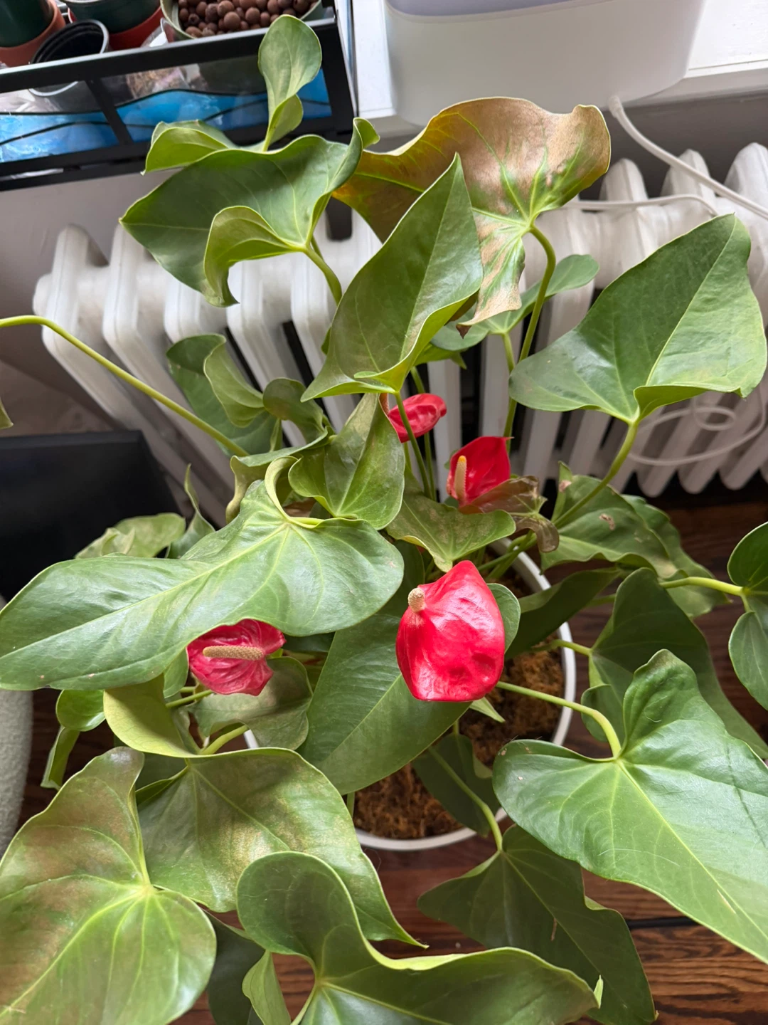 Anthurium plant in white planter - photo 3