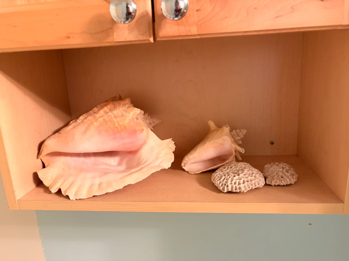 Natural Seashells and Coral Set