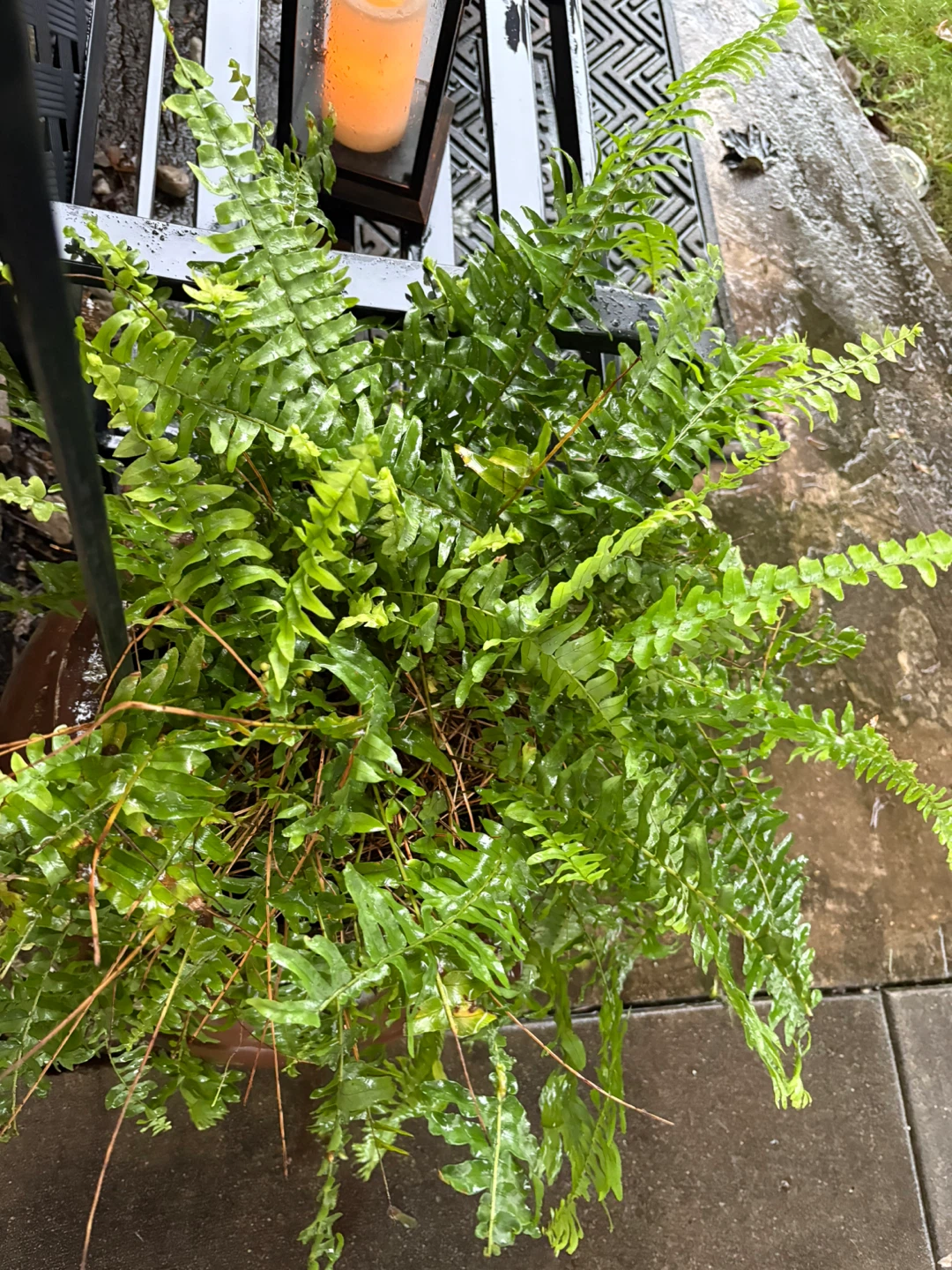 Boston Fern in a pot