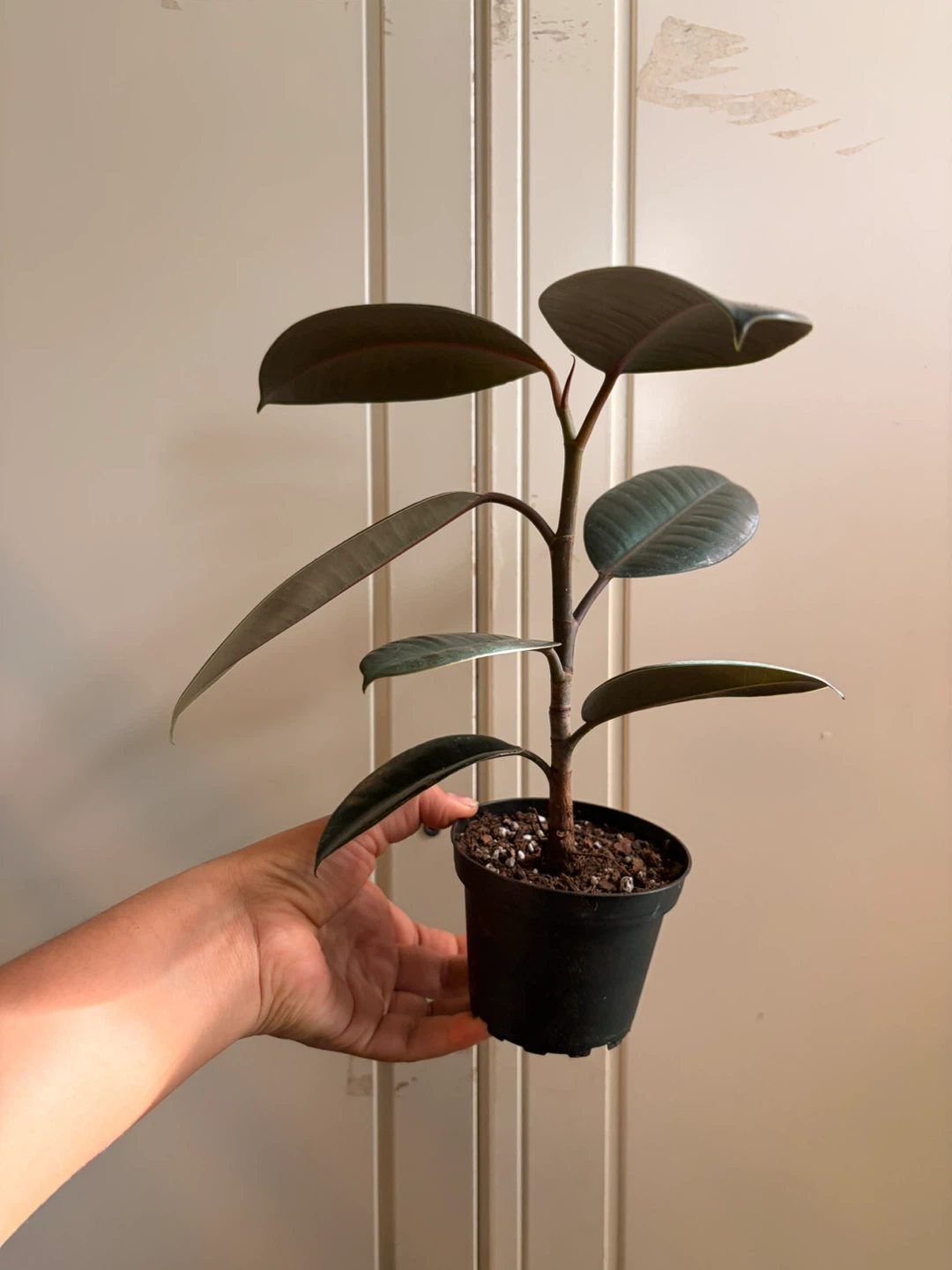 Rubber plant “I’m not replying to Hi I’m interested in buying”