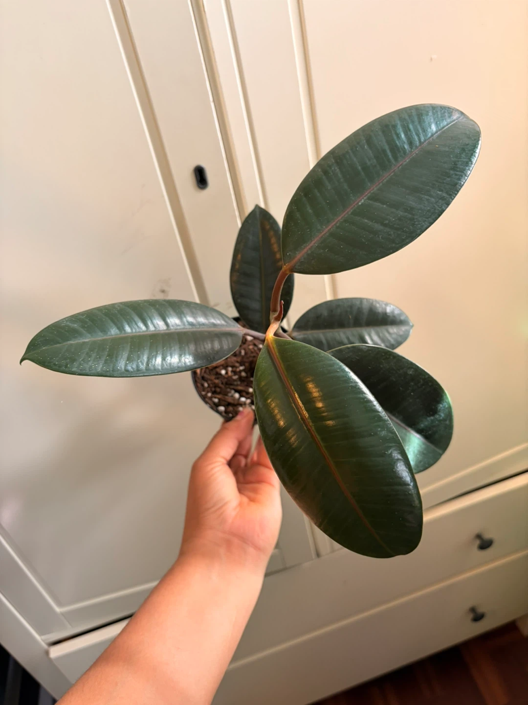 Rubber plant “I’m not replying to Hi I’m interested in buying” - photo 2