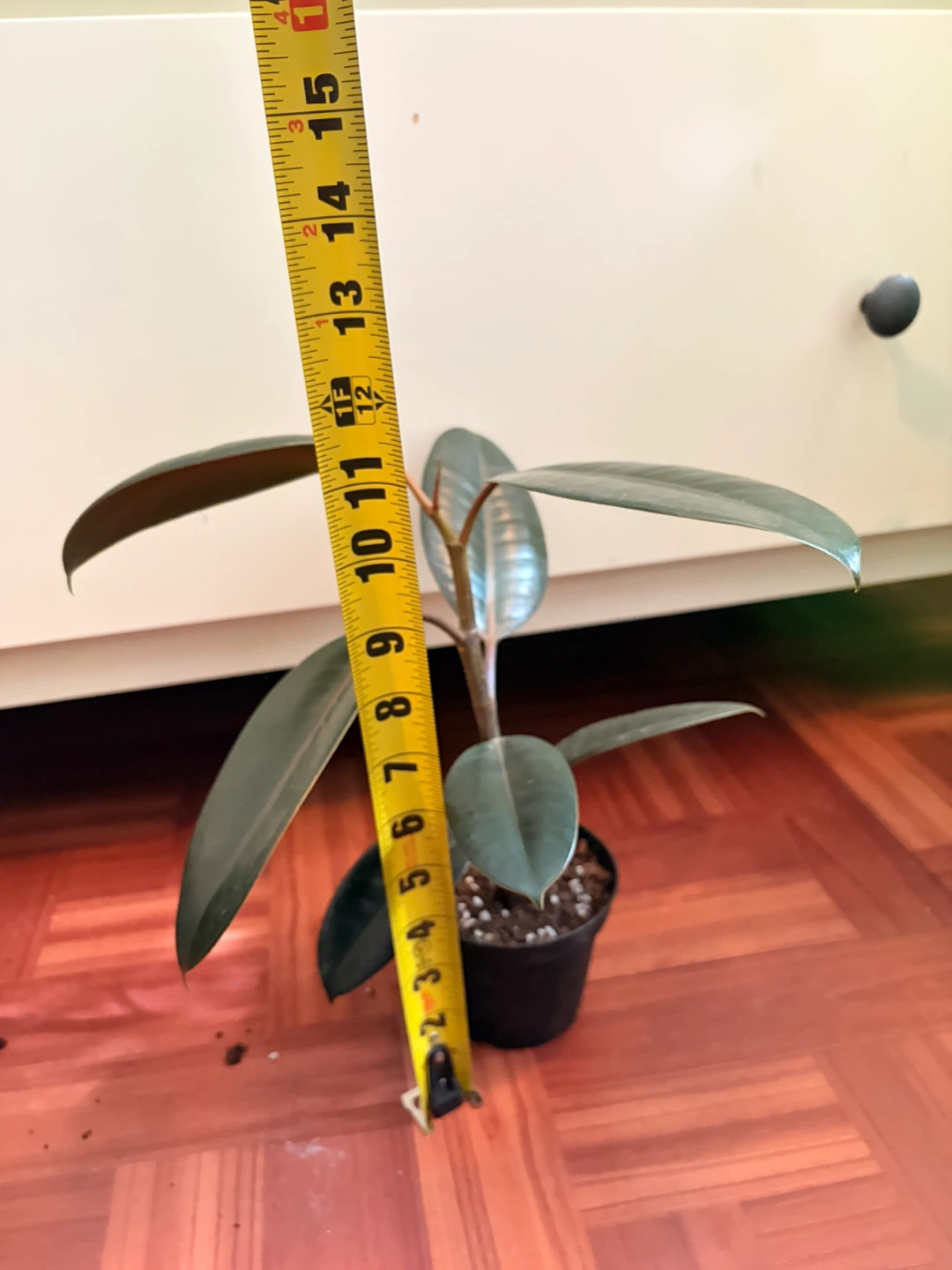 Rubber plant “I’m not replying to Hi I’m interested in buying” - photo 3