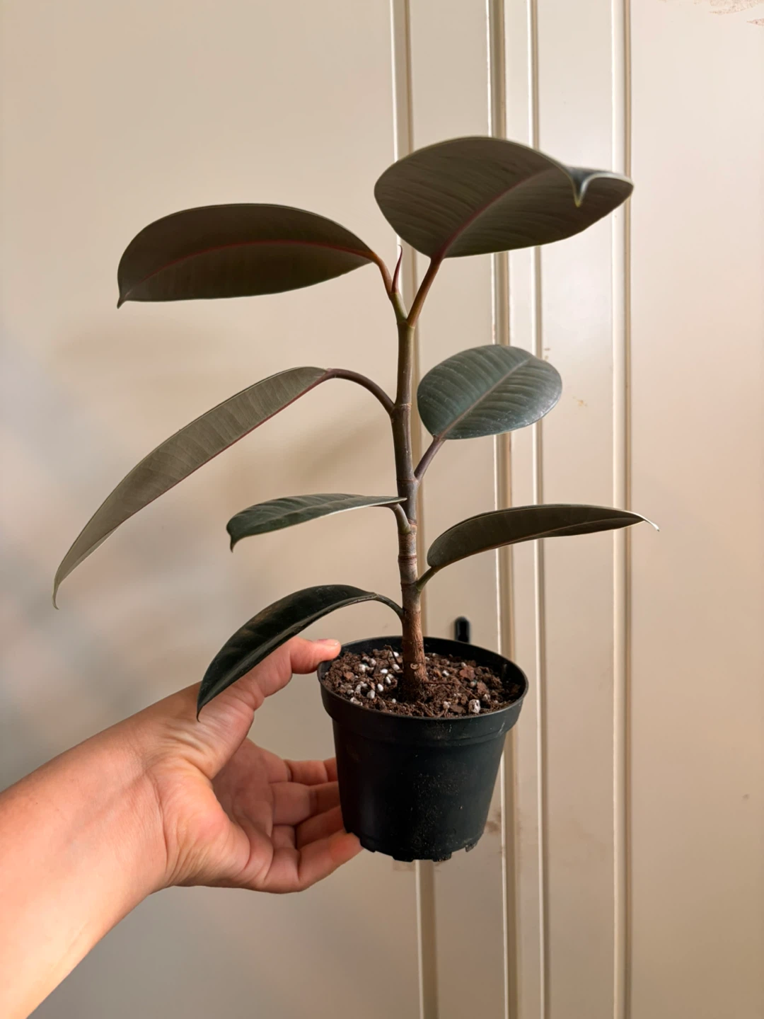 Rubber plant “I’m not replying to Hi I’m interested in buying” - photo 4