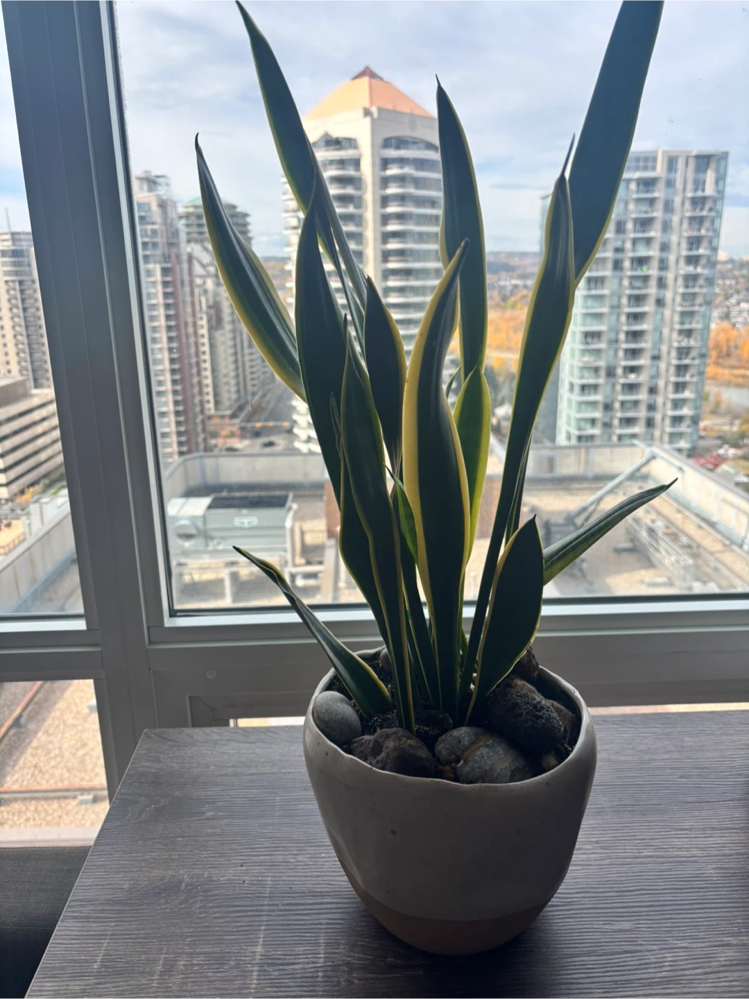 Snake Plant in Ceramic Pot