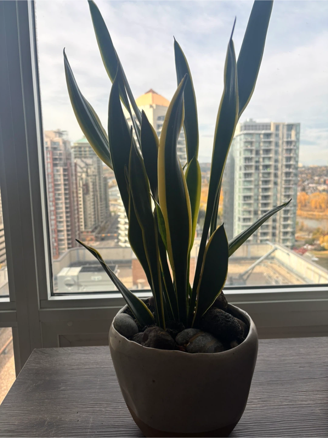 Snake Plant in Ceramic Pot - photo 2