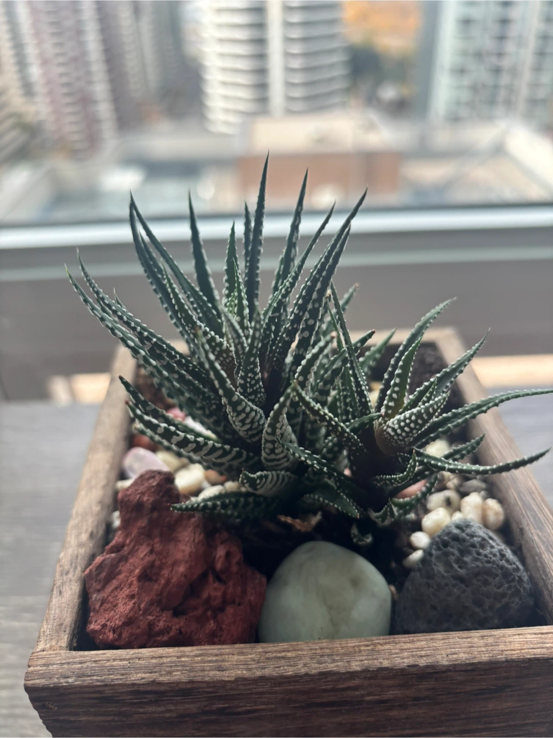Haworthia Succulent in Wooden Planter