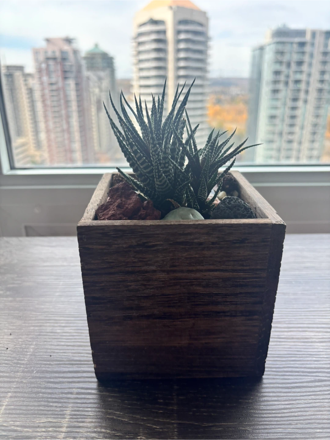 Haworthia Succulent in Wooden Planter - photo 2