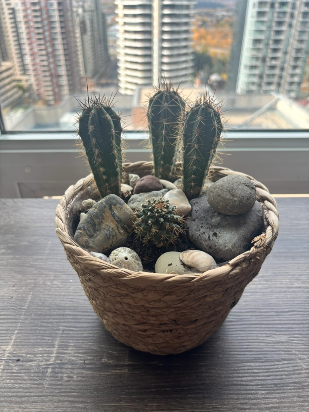 Cactus Planter with Decorative Stones
