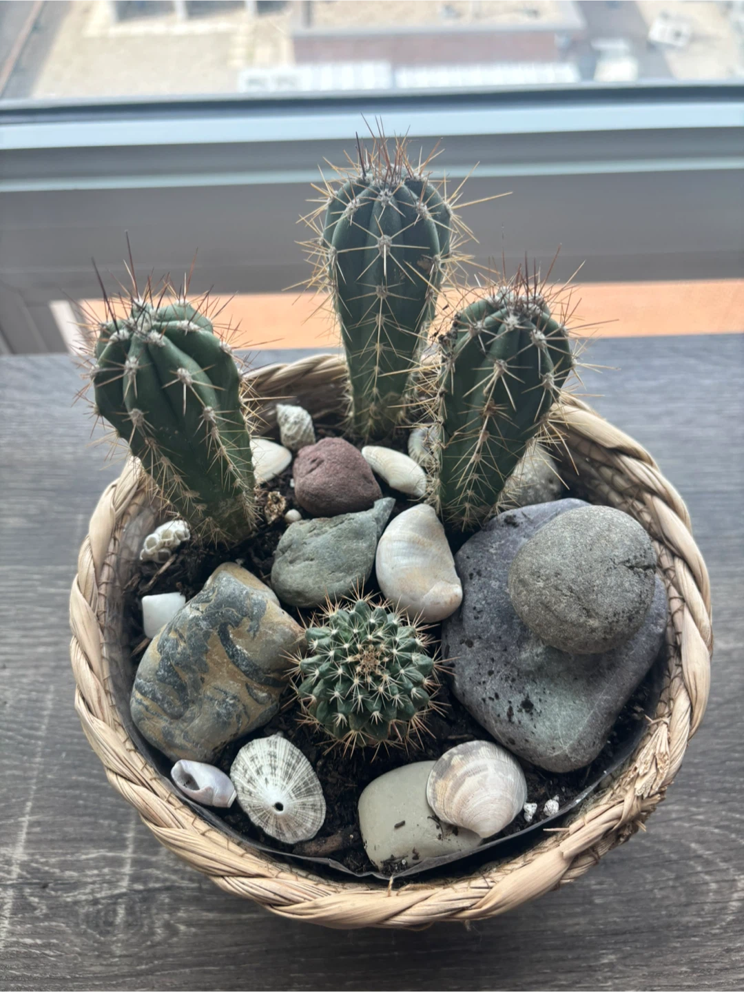 Cactus Planter with Decorative Stones - photo 2
