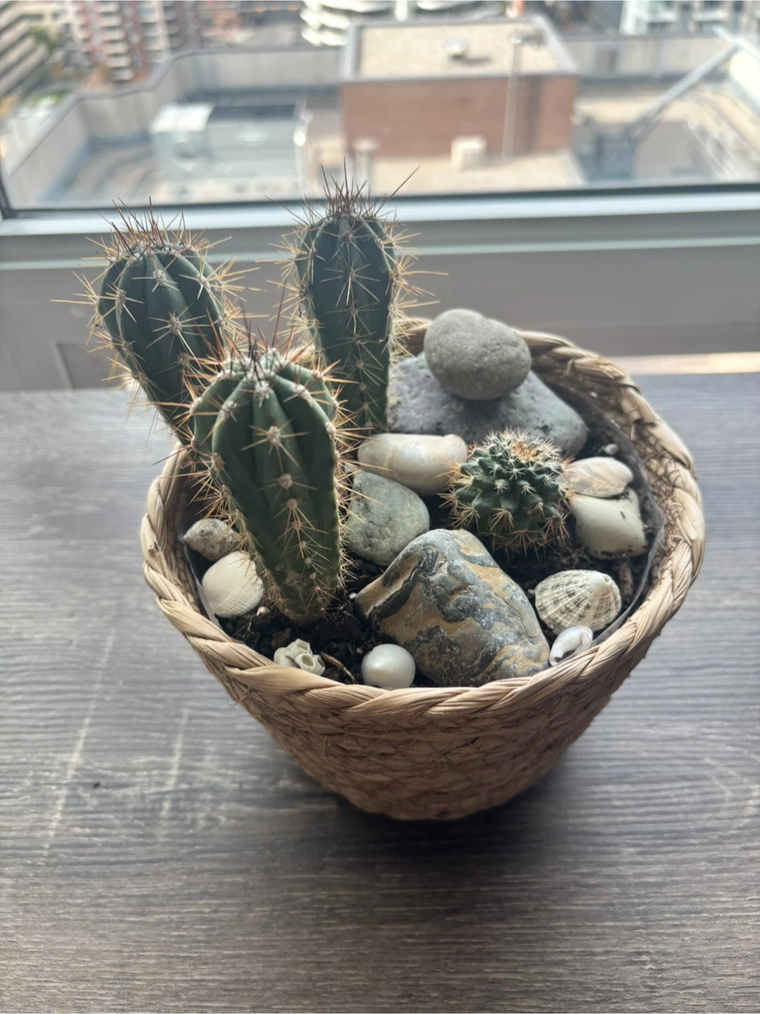 Cactus Planter with Decorative Stones - photo 3