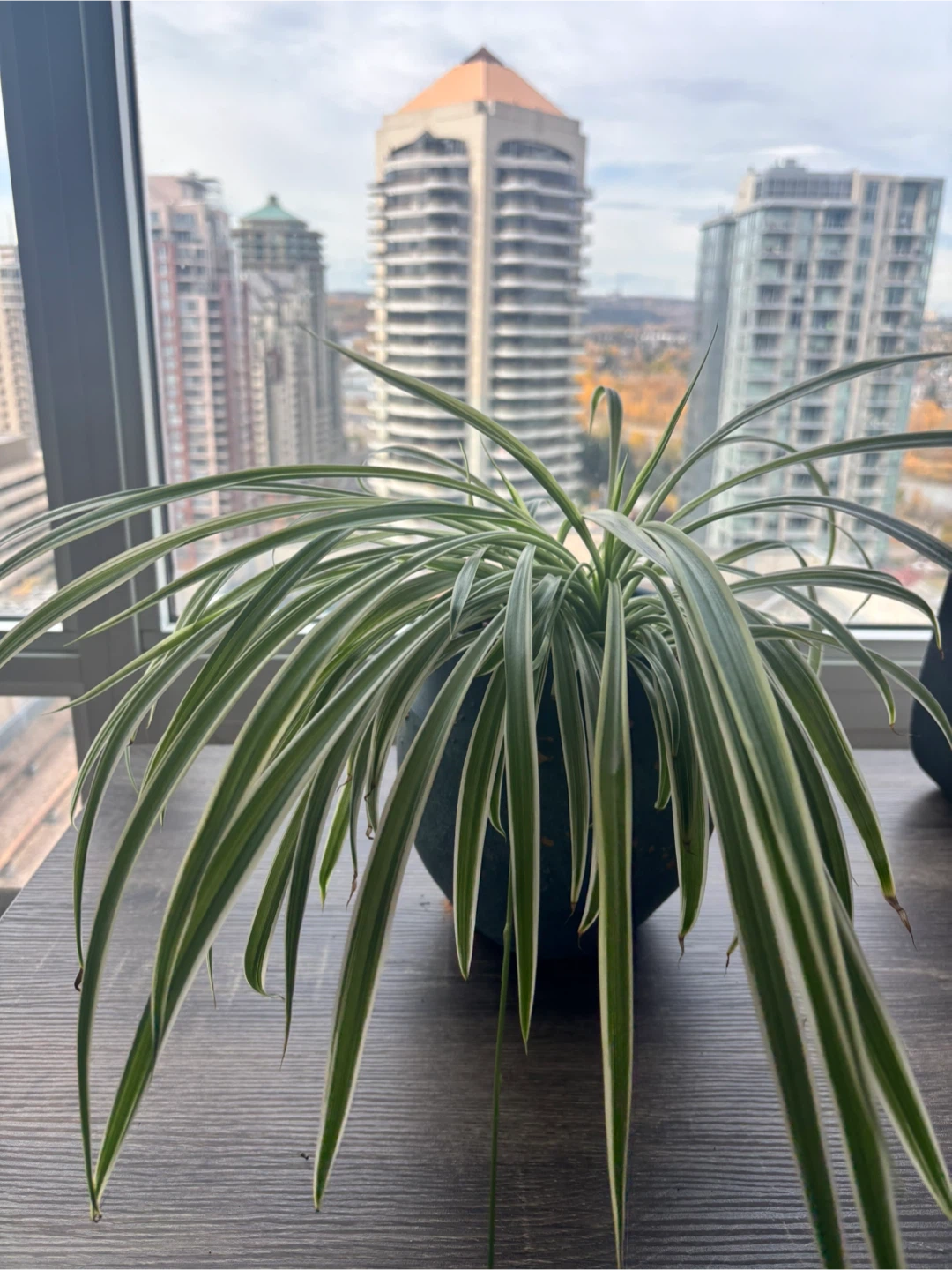 Variegated Spider Plant in Ceramic Pot