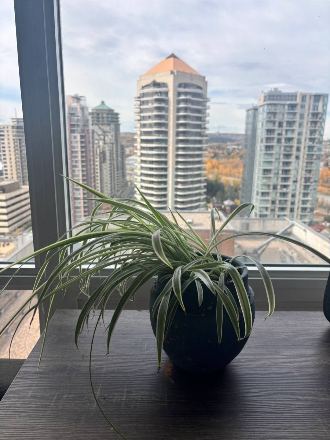 Variegated Spider Plant in Ceramic Pot - photo 2
