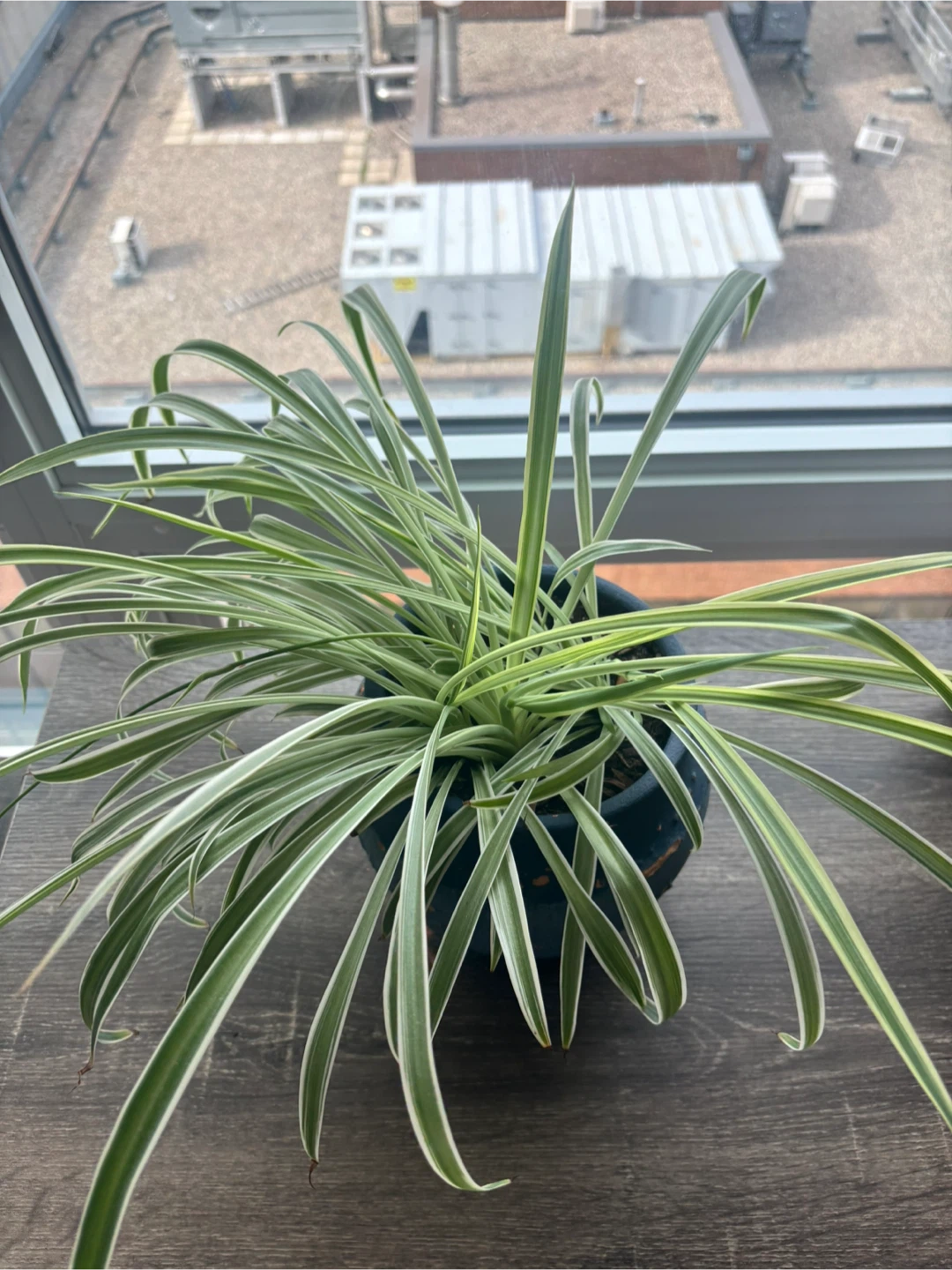 Variegated Spider Plant in Ceramic Pot - photo 3