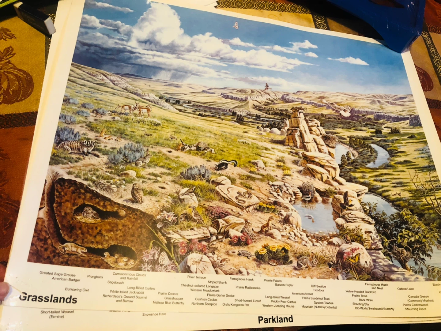 Set of 6 Alberta Ecosystem Education Posters - photo 5