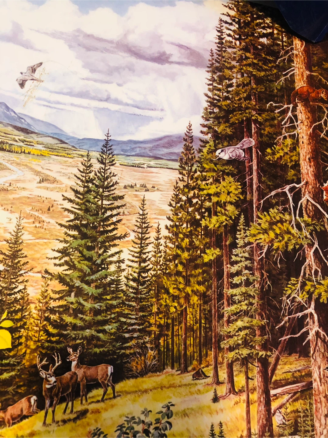 Set of 6 Alberta Ecosystem Education Posters - photo 2